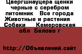 Цвергшнауцера щенки черные с серебром питомник - Все города Животные и растения » Собаки   . Кемеровская обл.,Белово г.